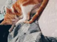 Gato 