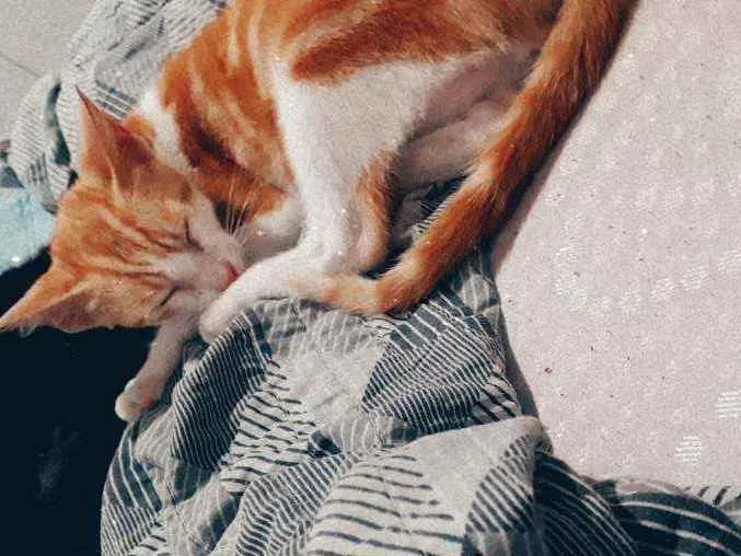 Gato ra a  idade 2 a 6 meses nome Gato 