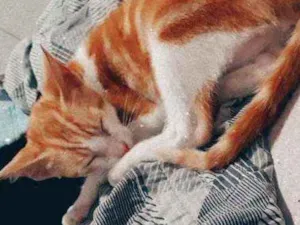 Gato raça  idade 2 a 6 meses nome Gato 