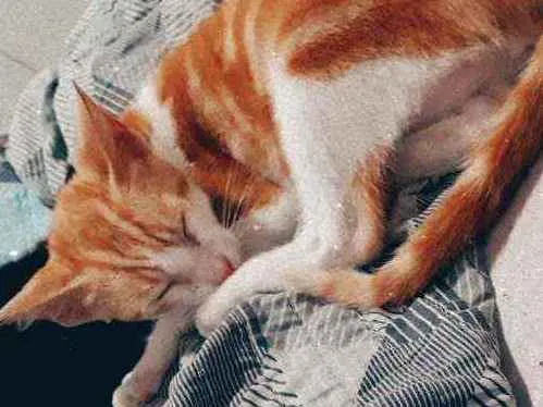 Gato ra a  idade 2 a 6 meses nome Gato 