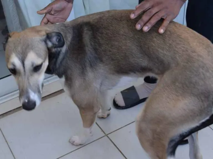 Cachorro ra a Sem raça definida idade 1 ano nome Bacon