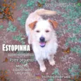 Estopinha