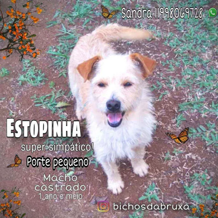 Cachorro ra a Srd idade 2 anos nome Estopinha