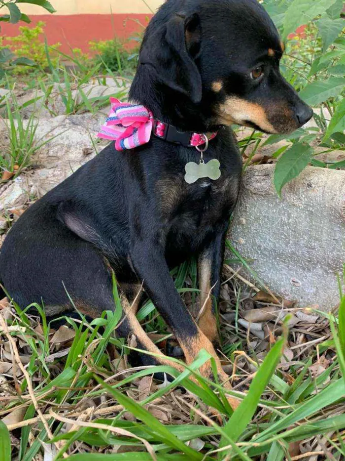 Cachorro ra a Srd idade 1 ano nome Sandy