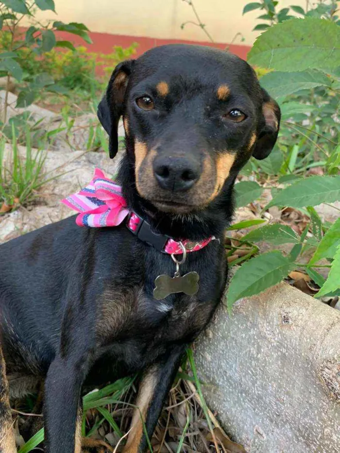 Cachorro ra a Srd idade 1 ano nome Sandy