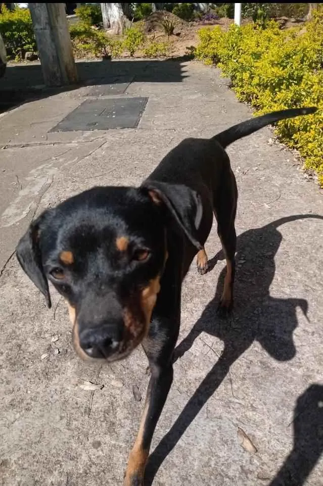 Cachorro ra a Srd idade 1 ano nome Sandy