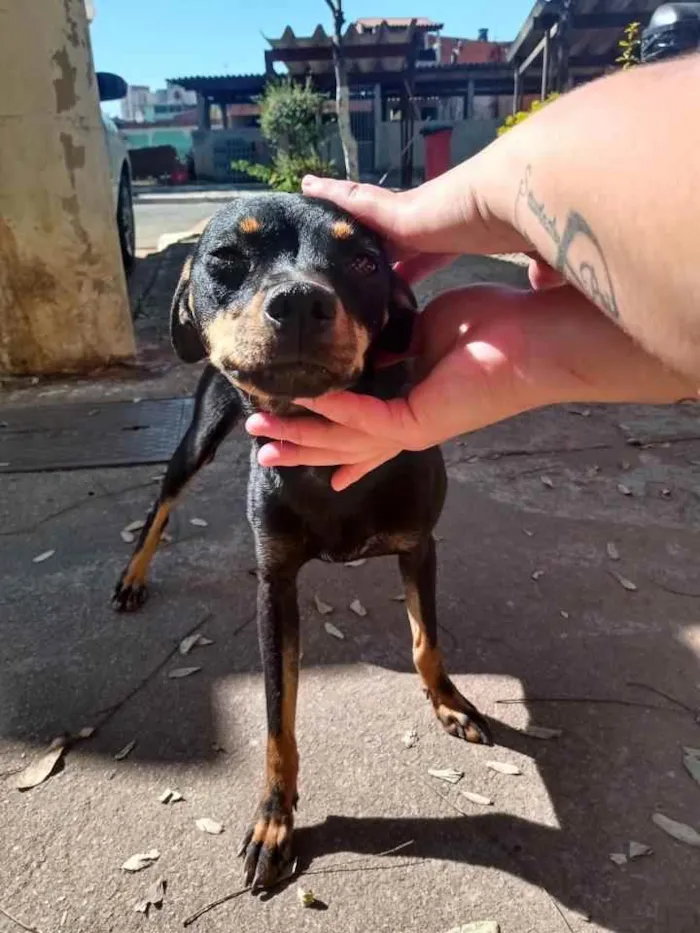Cachorro ra a Srd idade 1 ano nome Sandy