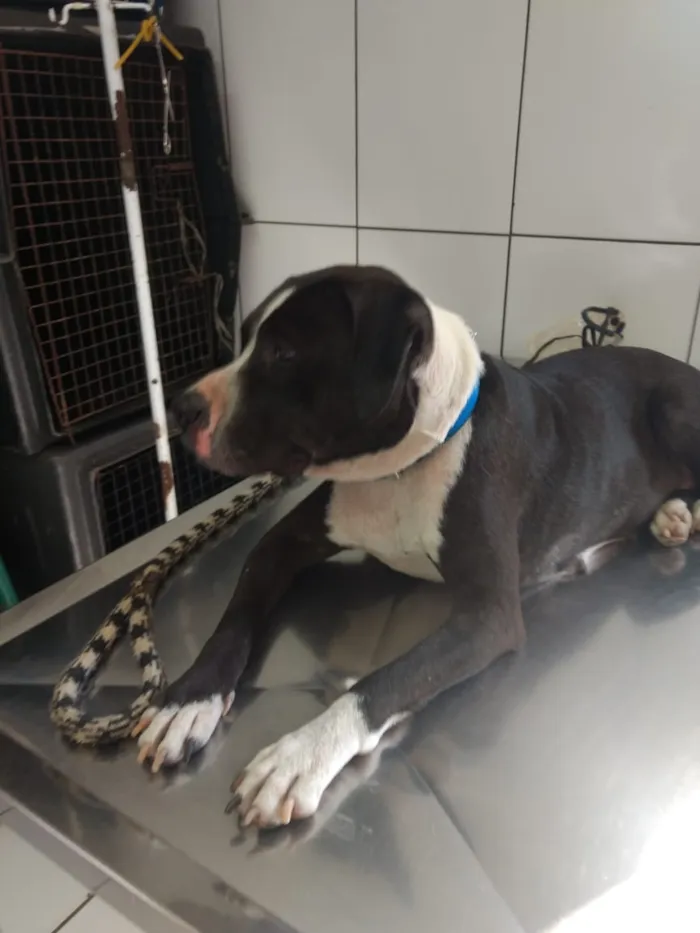 Cachorro ra a Pitbull com boxter idade 2 anos nome Estrela