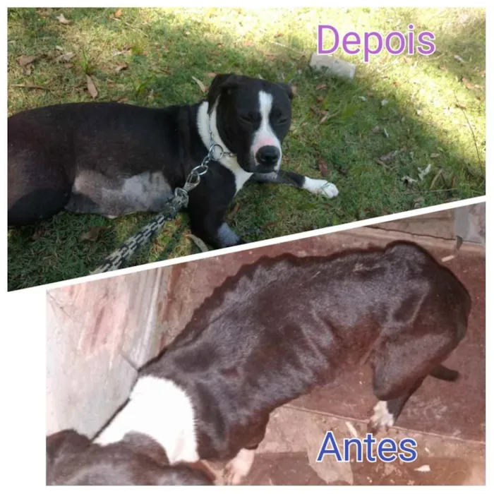 Cachorro ra a Pitbull com boxter idade 2 anos nome Estrela