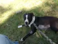 Estrela