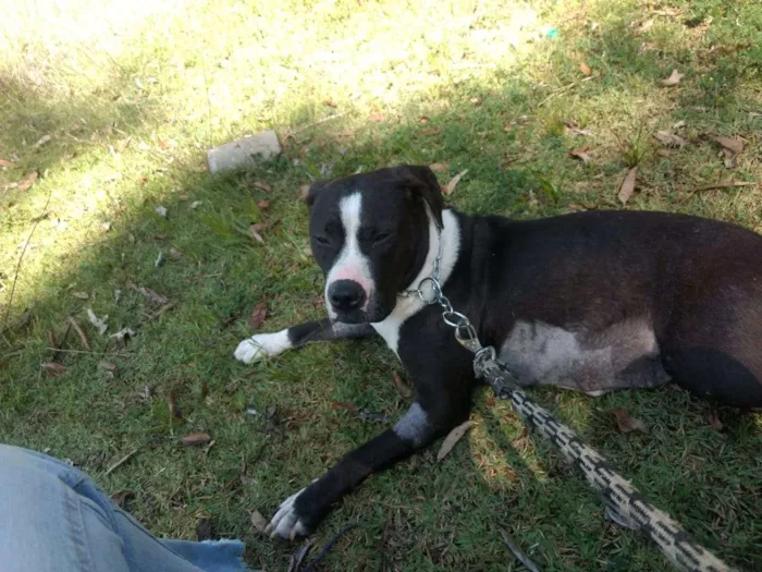 Cachorro ra a Pitbull com boxter idade 2 anos nome Estrela