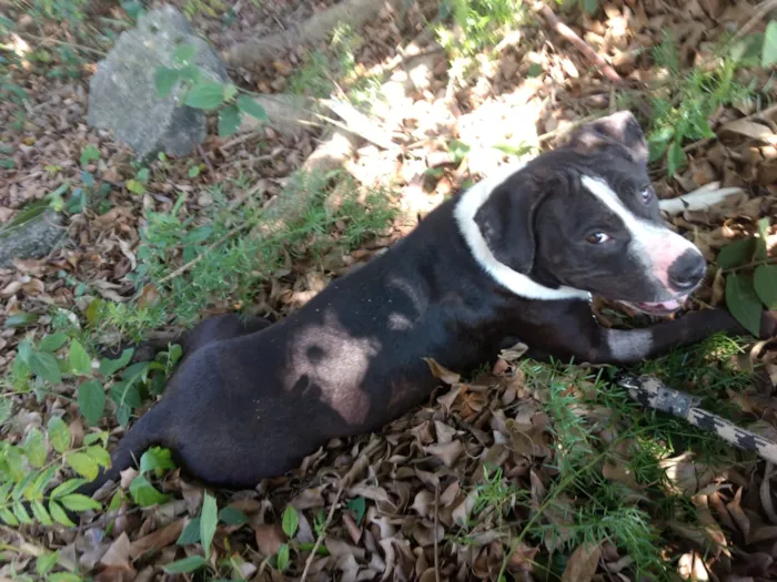 Cachorro ra a Pitbull com boxter idade 2 anos nome Estrela