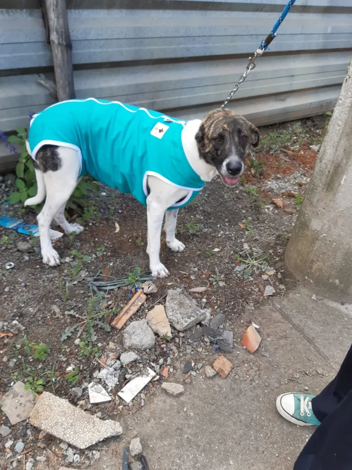 Cachorro raça SRD idade 2 anos nome Flores Bela