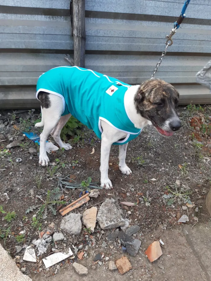 Cachorro raça SRD idade 2 anos nome Flores Bela