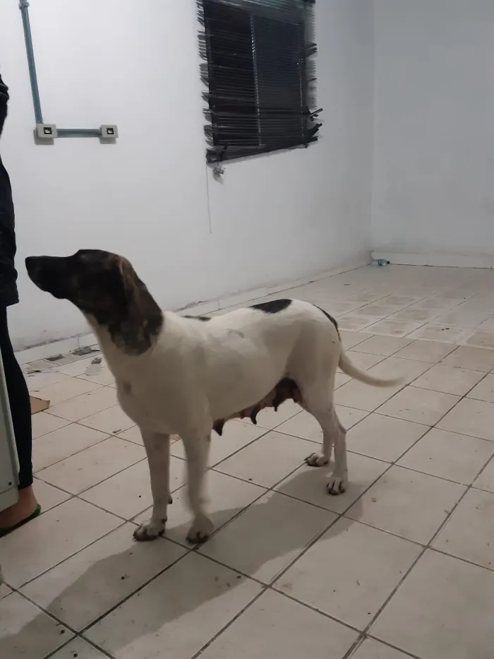 Cachorro raça SRD idade 2 anos nome Flores Bela