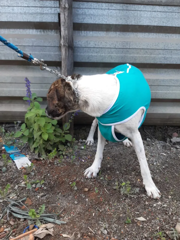 Cachorro raça SRD idade 2 anos nome Flores Bela