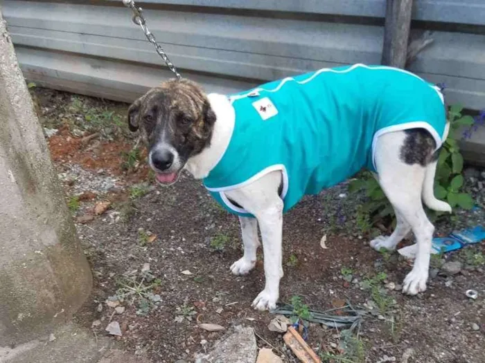 Cachorro raça SRD idade 2 anos nome Flores Bela