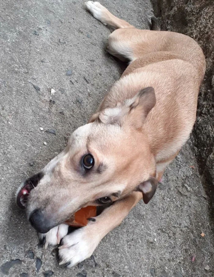 Cachorro ra a SRD idade 7 a 11 meses nome Leon