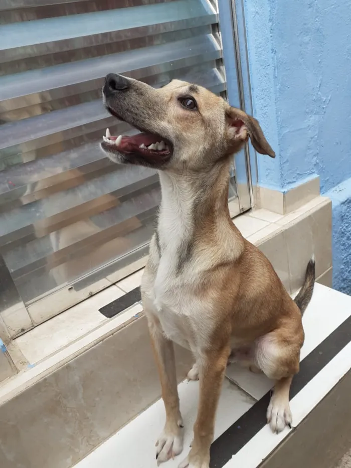 Cachorro ra a SRD idade 7 a 11 meses nome Leon