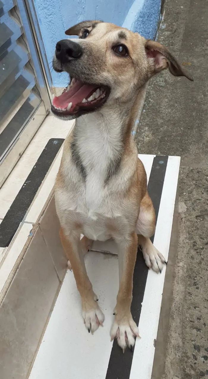 Cachorro ra a SRD idade 7 a 11 meses nome Leon