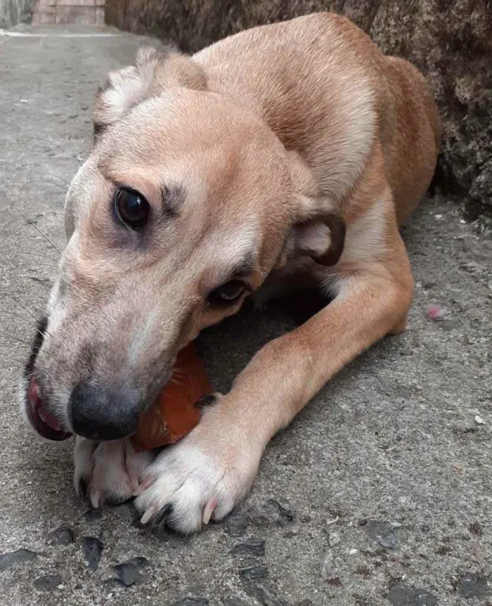 Cachorro ra a SRD idade 7 a 11 meses nome Leon