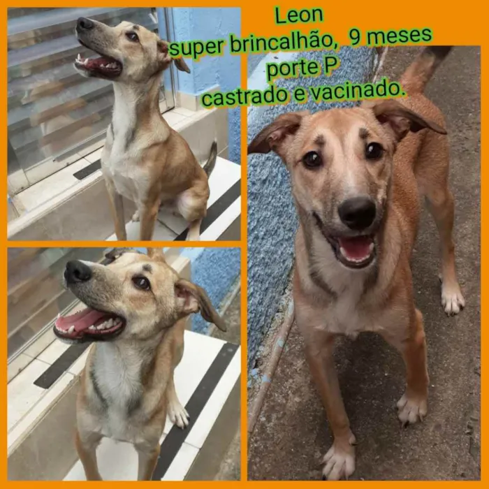 Cachorro ra a SRD idade 7 a 11 meses nome Leon