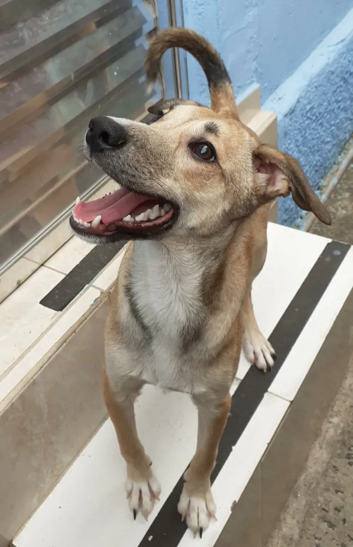 Cachorro ra a SRD idade 7 a 11 meses nome Leon
