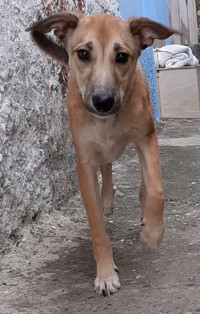 Cachorro ra a SRD idade 7 a 11 meses nome Leon
