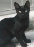 Salem