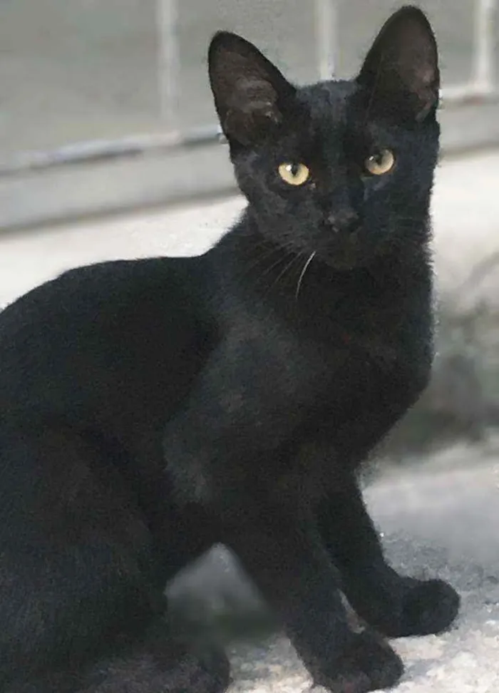 Gato raça SRD-ViraLata idade 2 a 6 meses nome Salem