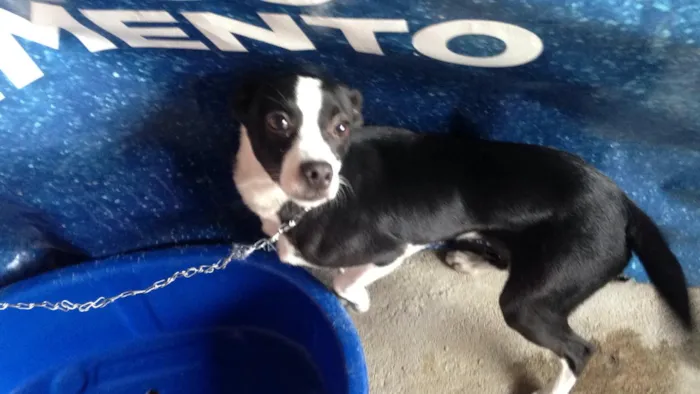 Cachorro ra a SRD idade 7 a 11 meses nome Lupita