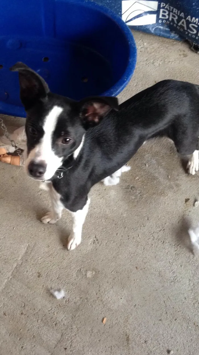 Cachorro ra a SRD idade 7 a 11 meses nome Lupita