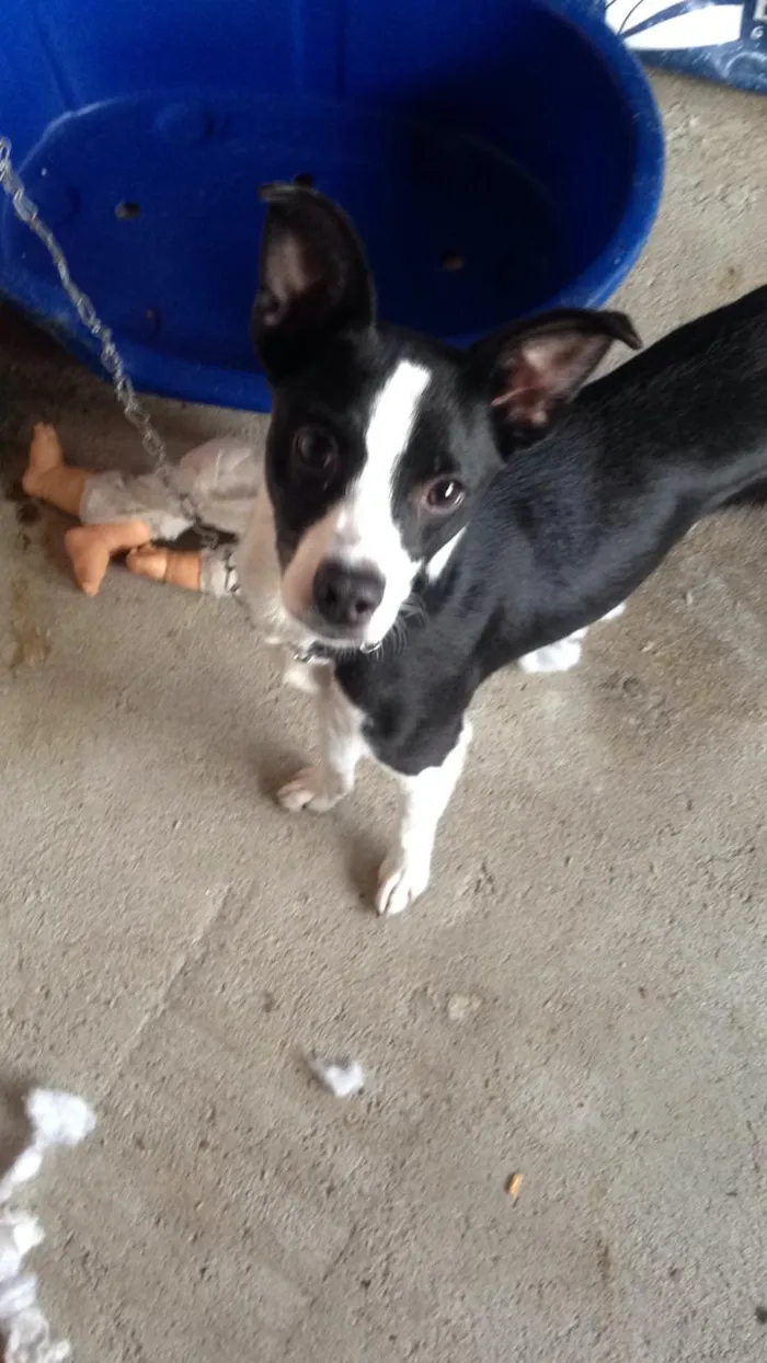 Cachorro ra a SRD idade 7 a 11 meses nome Lupita