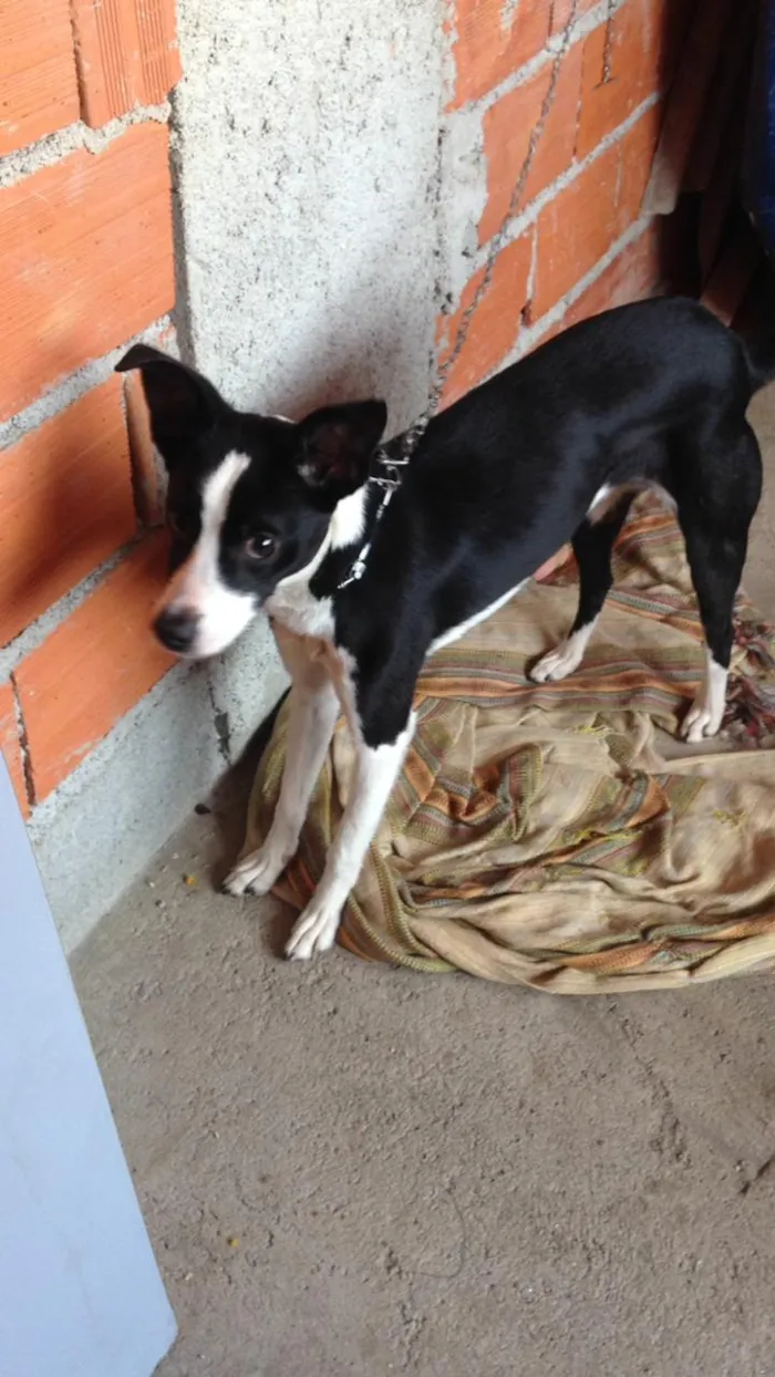 Cachorro ra a SRD idade 7 a 11 meses nome Lupita