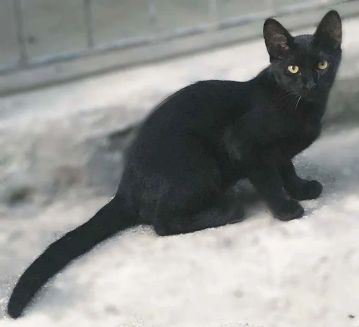 Gato raça SRD-ViraLata idade 2 a 6 meses nome Salem