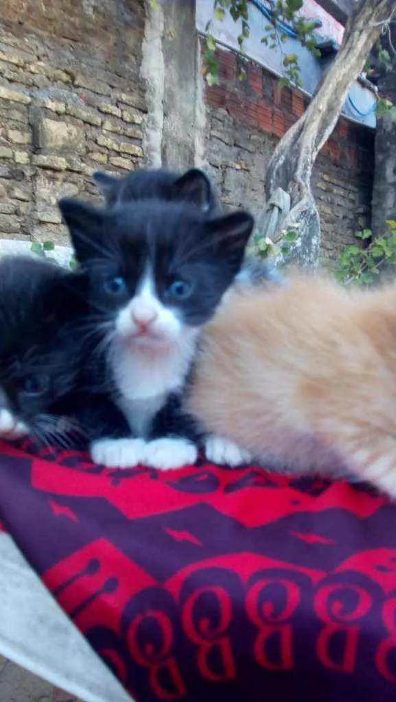 Gato ra a Srd idade 2 a 6 meses nome Lili