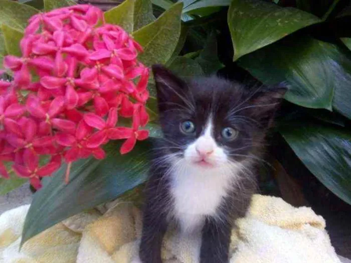 Gato ra a Srd idade 2 a 6 meses nome Lili