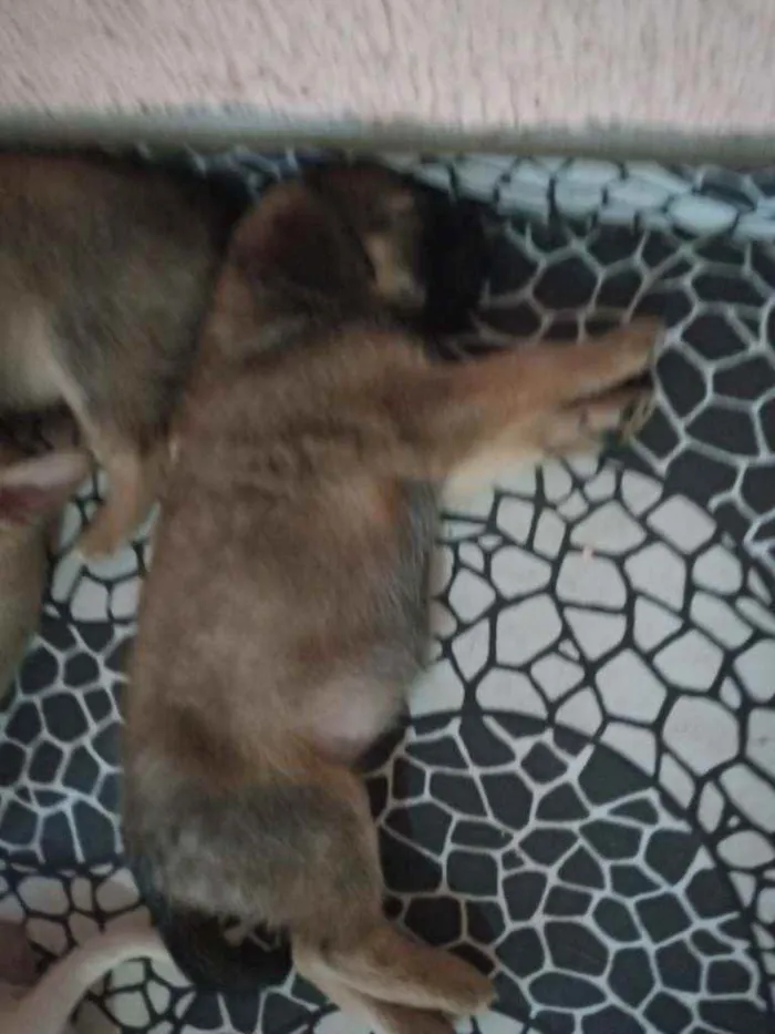 Cachorro ra a Sem raç idade Abaixo de 2 meses nome Não tem nome