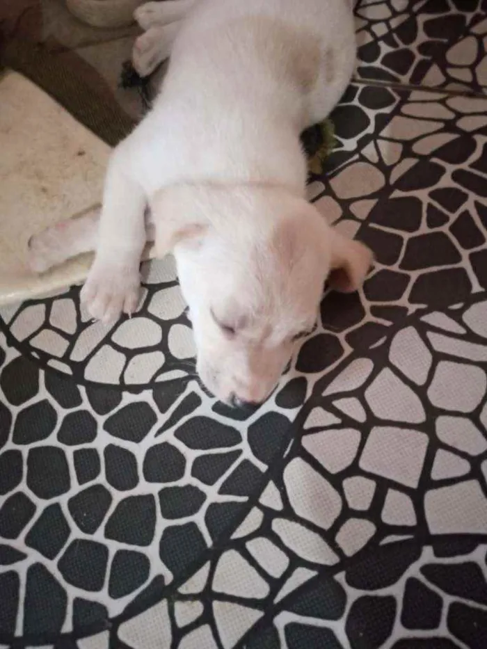 Cachorro ra a Sem raç idade Abaixo de 2 meses nome Não tem nome