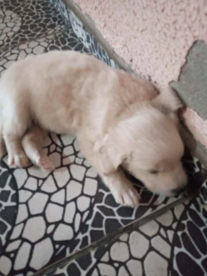 Cachorro ra a Sem raç idade Abaixo de 2 meses nome Não tem nome