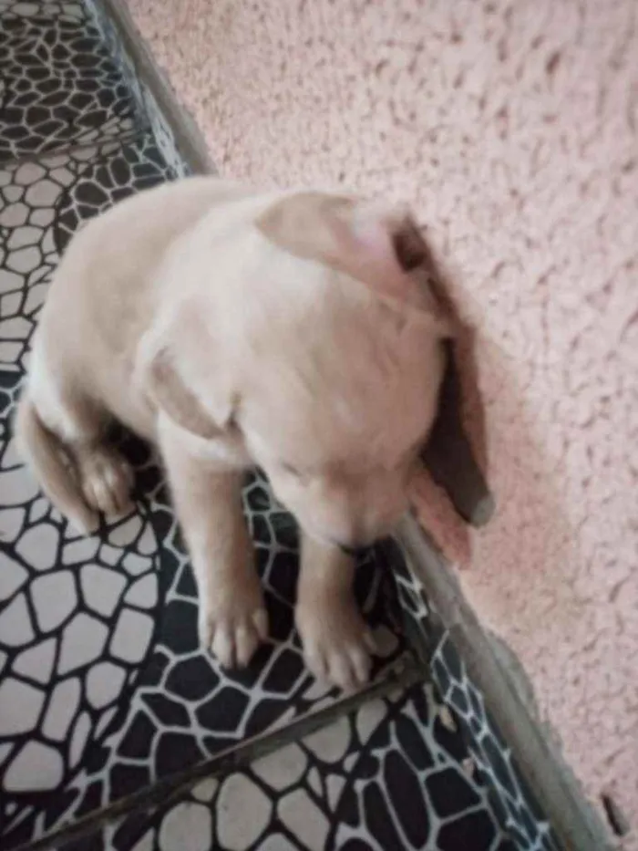 Cachorro ra a Sem raç idade Abaixo de 2 meses nome Não tem nome