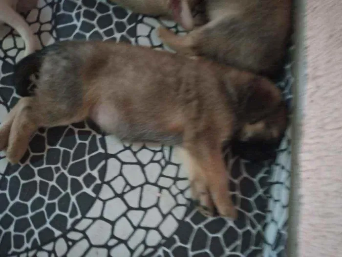 Cachorro ra a Sem raç idade Abaixo de 2 meses nome Não tem nome