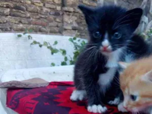Gato raça Srd idade 2 a 6 meses nome Fifi