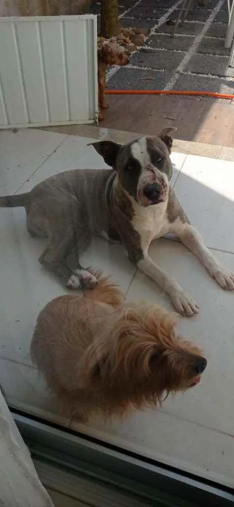 Cachorro ra a Stanfordshire Terrier idade 3 anos nome Aimê
