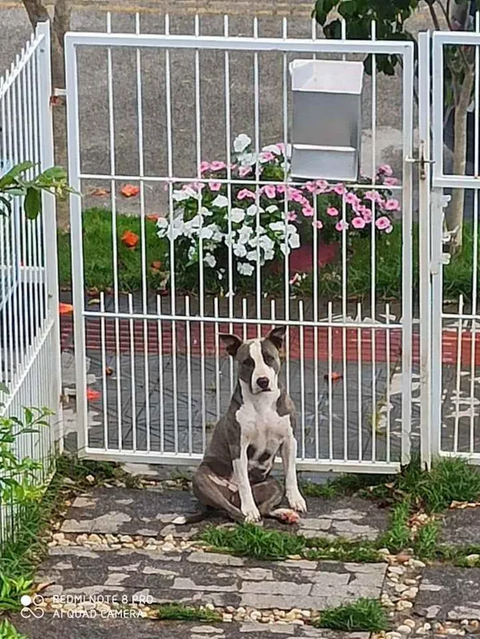Cachorro ra a Stanfordshire Terrier idade 3 anos nome Aimê