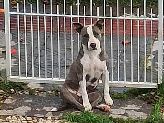 Cachorro ra a Stanfordshire Terrier idade 3 anos nome Aimê