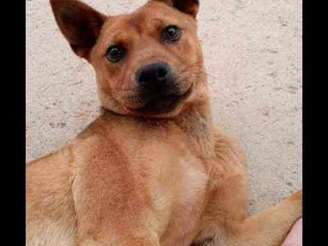 Cachorro ra a Mestiço de chow chow com vira  idade 7 a 11 meses nome Mel