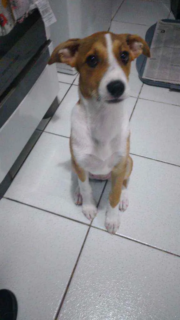 Cachorro ra a SRD idade 2 a 6 meses nome Cristal