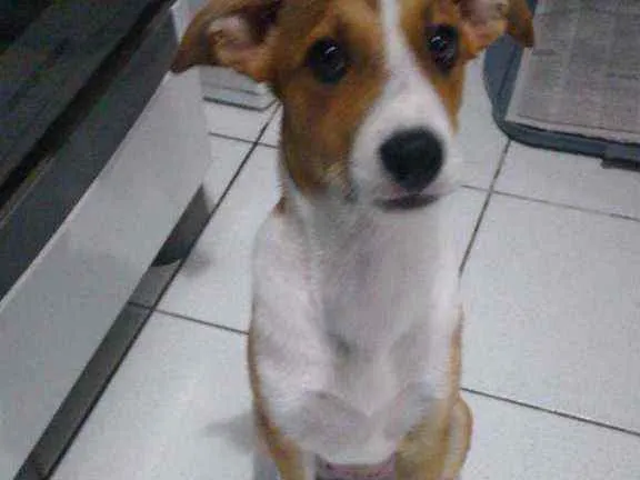 Cachorro ra a SRD idade 2 a 6 meses nome Cristal
