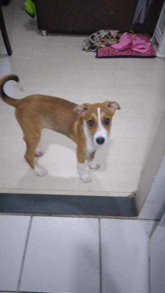 Cachorro ra a SRD idade 2 a 6 meses nome Cristal
